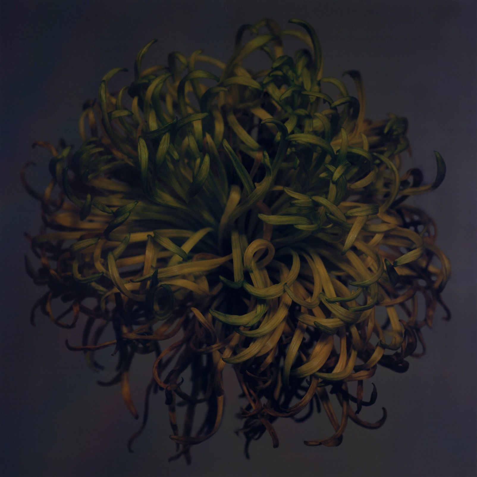 © Nicolas Baier, <i>Chrysanthème</i>, 2001. Photo : Richard-Max Tremblay